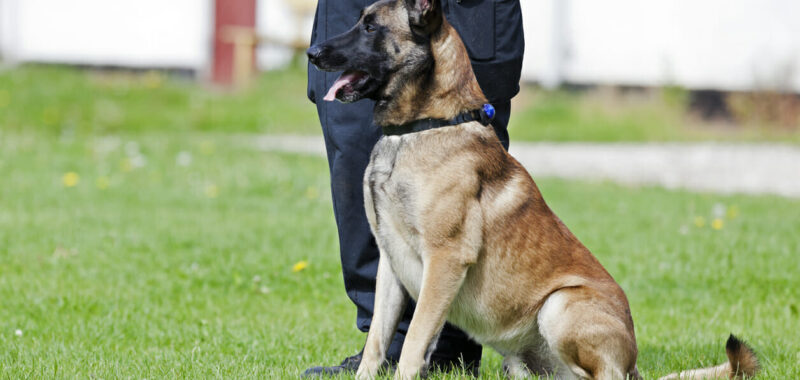 Malinois police dog and handler.